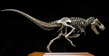 VWUVWU 1/20 Модел на Скелета Тираннозавра Колекция Динозавър T-Rex Статуя на Животно Украса За Възрастни Подарък За Рожден Ден Реалистична Играчка