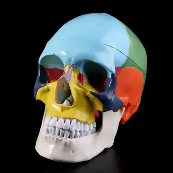 Цветна модел на човешки череп в естествена големина Анатомическая Анатомия на Здравно обучение Skeleto